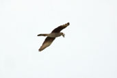 Chimango Caracara, Barra do Quaraí, Rio Grande do Sul, Brazil, August 2004 - click for larger image