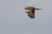 Chimango Caracara, Barra do Quaraí, Rio Grande do Sul, Brazil, August 2004 - click for larger image