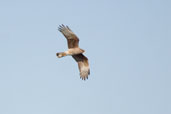 Chimango Caracara, Taim, Rio Grande do Sul, Brazil, August 2004 - click for larger image