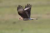 Chimango Caracara, Taim, Rio Grande do Sul, Brazil, August 2004 - click for larger image