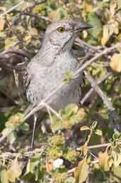 Bahama Mockingbird, Cayo Guillermo, Cuba, February 2005 - click on image for a larger view