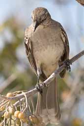 Bahama Mockingbird, Cayo Guillermo, Cuba, February 2005 - click on image for a larger view