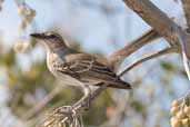 Bahama Mockingbird, Cayo Guillermo, Cuba, February 2005 - click on image for a larger view