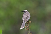 Long-tailed Mockingbird, Chaparri, Amazonas, Peru, October 2018 - click for larger image