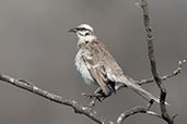 Long-tailed Mockingbird, Chaparri, Lambayeque, Peru, October 2018 - click for larger image