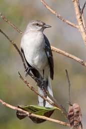 Northern Mockingbird, Cayo Guillermo, Cuba, February 2005 - click on image for a larger view