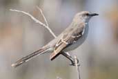 Northern Mockingbird, Cayo Guillermo, Cuba, February 2005 - click on image for a larger view