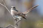Northern Mockingbird, Cayo Guillermo, Cuba, February 2005 - click on image for a larger view