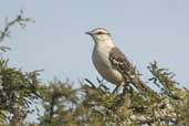 Chalk-browed Mockingbird, Barrado Quaraí, Brazil, August 2004 - click for larger image