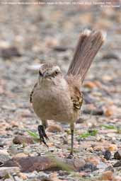 Chalk-browed Mockingbird, Aguas de São Pedro, São Paulo, Brazil, December 2006 - click for larger image