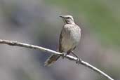 Chilean Mockingbird, Cajon del Maipo, Chile, November 2005 - click for larger image