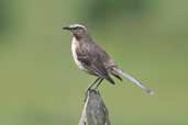 Chilean Mockingbird, near Los Angeles, Chile, November 2005 - click for larger image