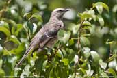 Chilean Mockingbird, Fray Jorge NP, Chile, January 2007 - click for larger image