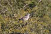 White-banded Mockingbird, Barra do Quaraí, Rio Grande do Sul, Brazil, August 2004 - click for larger image