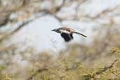 White-banded Mockingbird, Barra do Quaraí, Rio Grande do Sul, Brazil, August 2004 - click for larger image