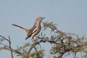 White-banded Mockingbird, Barra do Quaraí, Rio Grande do Sul, Brazil, August 2004 - click for larger image