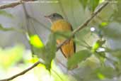 Grey-hooded  Flycatcher, REGUA Rio de Janeiro, Brazil, November 2006 - click for larger image