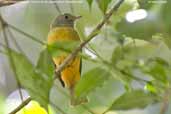 Grey-hooded  Flycatcher, REGUA Rio de Janeiro, Brazil, November 2006 - click for larger image