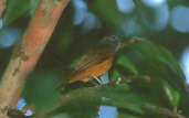 Grey-hooded  Flycatcher, Ubatuba, Brazil, April 2001 - click for larger image