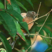 Grey-hooded  Flycatcher, Ubatuba, Brazil, April 2001 - click for larger image