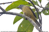 Grey-hooded  Flycatcher, Teresópolis, Rio de Janeiro, Brazil, November 2008 - click for larger image