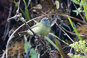 Streak-necked Flycatcher, Abra Patricia, Amazonas, Peru, October 2018 - click for larger image