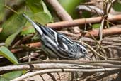 Black-and-white Warbler La Güira, Cuba, February 2005 - click on image for a larger view