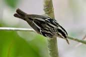 Black-and-white Warbler La Güira, Cuba, February 2005 - click on image for a larger view