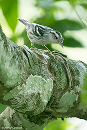 Black-and-white Warbler, Tikal, Guatemala, March 2015 - click on image for a larger view