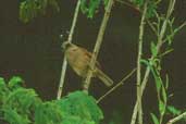 Bay-winged Cowbird, Mocambinho, Minas Gerais, Brazil, February 2002 - click for larger image
