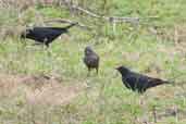 Shiny Cowbird, Rio Grande do Sul, Brazil, August 2004 - click for larger image