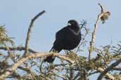 Shiny Cowbird, Rio Grande do Sul, Brazil, August 2004 - click for larger image