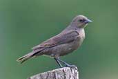 Female or Juvenile Shiny Cowbird, Laguna de Laja N. P., Chile, November 2005 - click for larger image