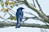 Male Shiny Cowbird, Los Cerritos, Risaralda, Colombia, April 2012 - click for larger image