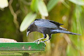 Male Shiny Cowbird, Los Cerritos, Risaralda, Colombia, April 2012 - click for larger image