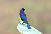 Male Shiny Cowbird, Rio Silanche, Pichincha, Ecuador, November 2019 - click for larger image