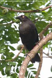 Female  Giant Cowbird, Pixaim, Pantanal, Mato Grosso, Brazil, December 2006 - click for larger image