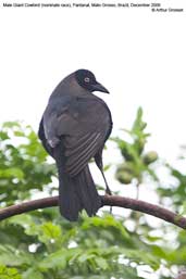 Male  Giant Cowbird, Pixaim, Pantanal, Mato Grosso, Brazil, December 2006 - click for larger image