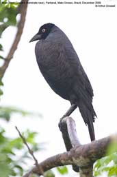 Male  Giant Cowbird, Pixaim, Pantanal, Mato Grosso, Brazil, December 2006 - click for larger image