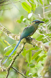 Highland Motmot, Cerro Montezuma, Tatamá, Risaralda, Colombia, April 2012 - click for larger image