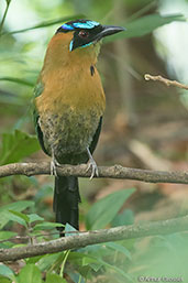 Blue-diademed Motmot, Pico Bonito, Honduras, March 2015 - click for larger image