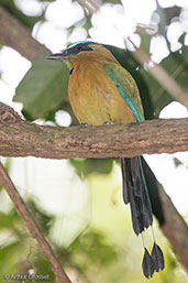 Blue-diademed Motmot, Pico Bonito, Honduras, March 2015 - click for larger image