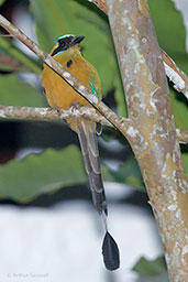 Blue-crowned Motmot, Mica, Magdalena, Colombia, April 2012 - click for larger image