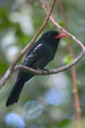 Black Nunbird, Presidente Figueiredo, Amazonas, Brazil, August 2004 - click for larger image
