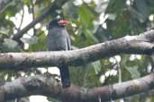 White-fronted Nunbird, São Gabriel da Cachoeira, Amazonas, Brazil, August 2004 - click for larger image