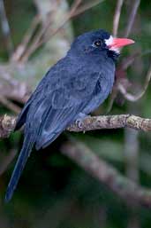 White-fronted Nunbird, Linhares, Espírito Santo, Brazil, March 2004 - click for larger image