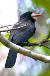 White-fronted Nunbird, Linhares, Espírito Santo, Brazil, March 2004 - click for larger image