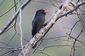 Black-fronted Nunbird, Shapaja Road, San Martin, Peru, November 2018 - click for larger image