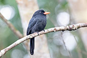 Black-fronted Nunbird, Sani Lodge, Sucumbios, Ecuador, November 2019 - click for larger image