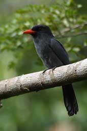 Black-fronted Nunbird, Guajará-Mirim, Rondônia, Brazil, March 2003 - click for larger image